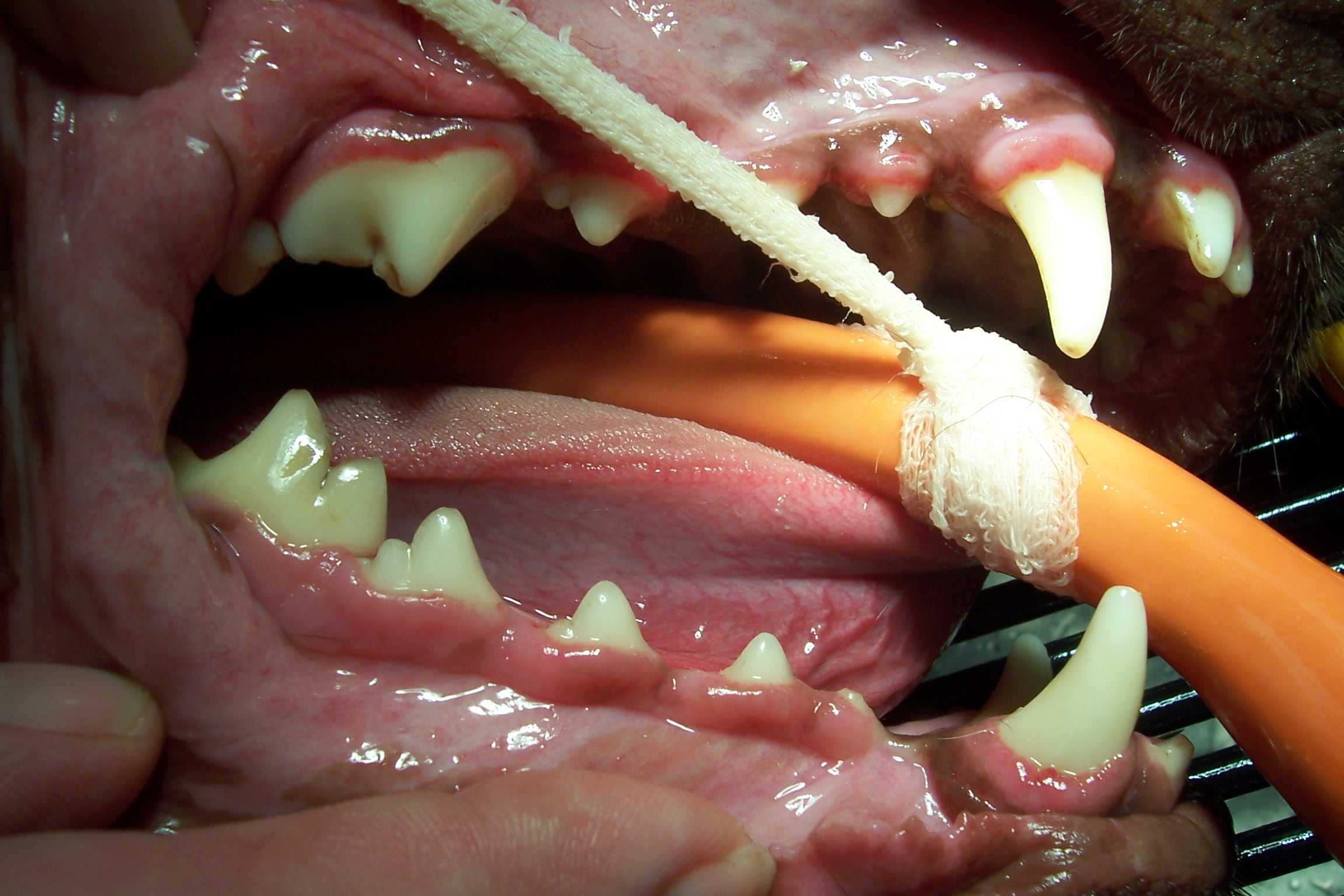 After a dental cleaning